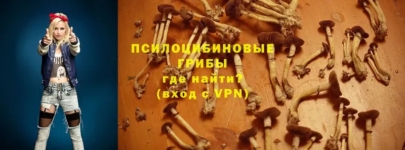 Псилоцибиновые грибы Psilocybine cubensis Луховицы